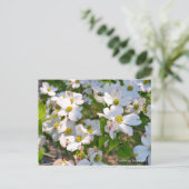 Flowering Dogwood Postkarte (Stehend Vorderseite)