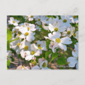 Flowering Dogwood Postkarte (Vorderseite)