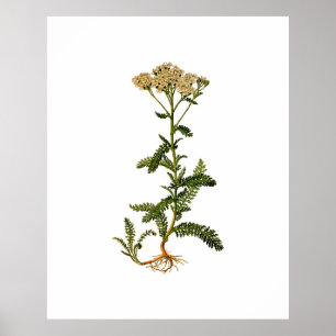 Flowering Herb Vintage Botanical Poster