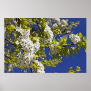 Flowering Pear Tree Poster