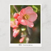 Flowering quince postkarte (Vorderseite)
