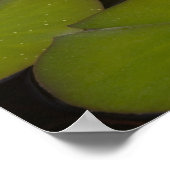 Flowering water lilies poster (Ecke)