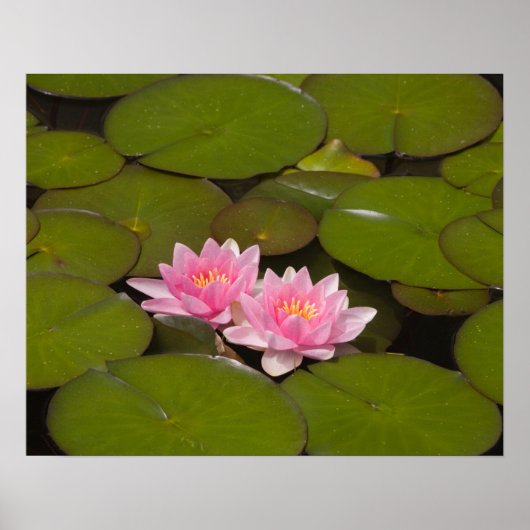 Flowering water lilies poster (Vorne)