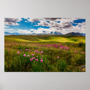Flowers   Altai Mountains, Siberia, Russia Poster