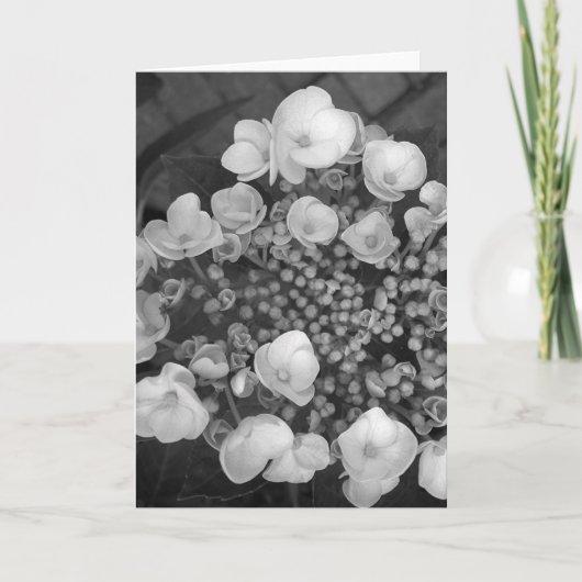 Flowers B&W Karte (Vorderseite)