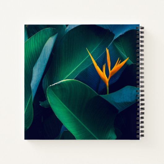 Flowers | Bird of Paradise Notizblock (Rückseite)