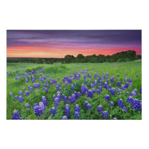 Flowers   Bluebonnets at Sunset Texas Künstlicher Leinwanddruck