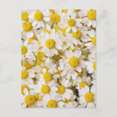 Flowers | Bunch of Chamomiles Postkarte (Vorderseite)