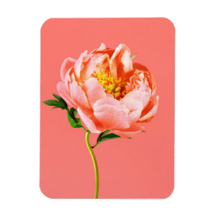 Flowers Coral Peony Blossom Magnet