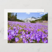 Flowers | Crocus Pirin Mountain Park Bulgaria Postkarte (Vorne/Hinten)