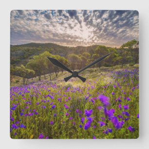 Flowers Flinders Ranges Australia Quadratische Wanduhr