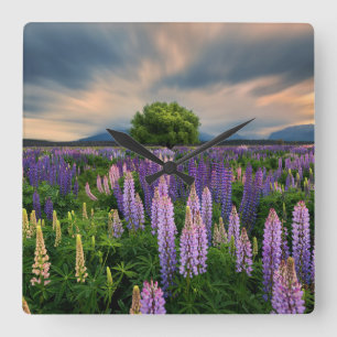 Flowers Lupine Field in New Zealand Quadratische Wanduhr