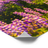 Flowers | Lupines in Bloom Southern Iceland Poster (Ecke)