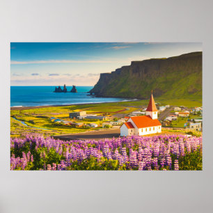 Flowers   Lupines in Bloom Southern Iceland Poster