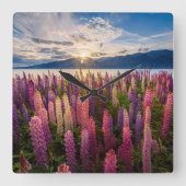 Flowers | Lupines New Zealand Quadratische Wanduhr (Vorderseite)