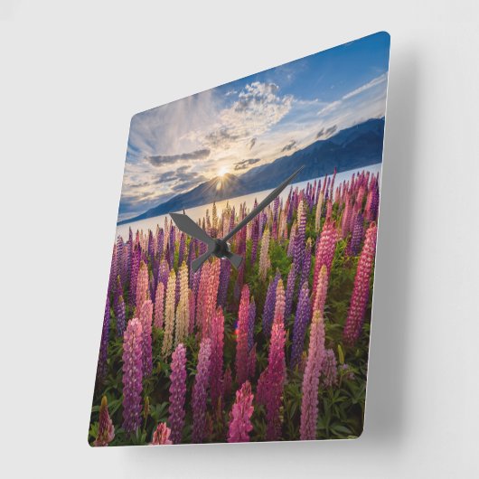 Flowers | Lupines New Zealand Quadratische Wanduhr (Winkel)