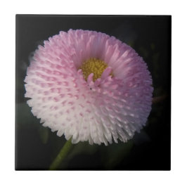 flowers on black - rosa Bellis Fliese