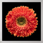 Flowers Orange Gerbera | Daisy Poster (Vorne)