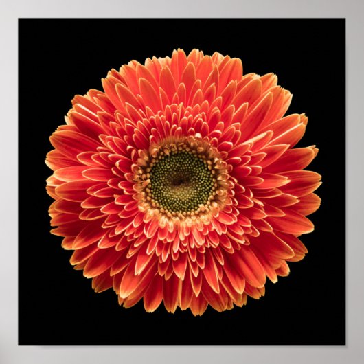 Flowers Orange Gerbera | Daisy Poster (Vorne)