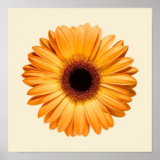 Flowers | Orange Gerbera Poster (Vorne)