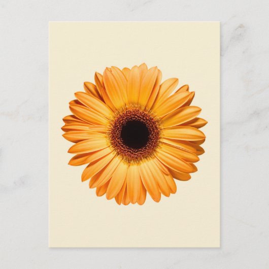 Flowers | Orange Gerbera Postkarte (Vorderseite)
