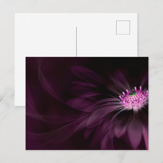 Flowers | Purple Daisy Postkarte (Vorne/Hinten)