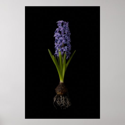 Flowers | Purple Hyacinth Bulb Poster (Vorne)