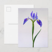 Flowers | Purple Iris Flower Postkarte (Vorne/Hinten)