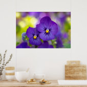 Flowers Purple Pansies Poster (Küche)