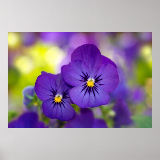 Flowers Purple Pansies Poster (Vorne)