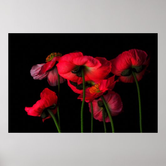 Flowers | Red Poppies Poster (Vorne)
