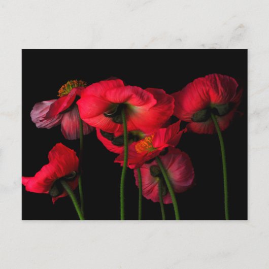 Flowers | Red Poppies Postkarte (Vorderseite)