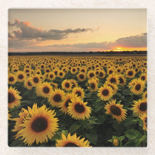Flowers | Sunflower Field Glasuntersetzer (Vorderseite)