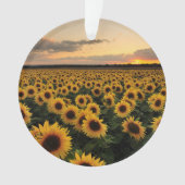 Flowers | Sunflower Field Ornament (Vorderseite)