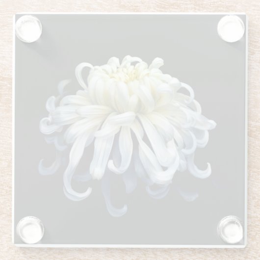 Flowers | White Chrysanthemum Glasuntersetzer (Rückseite)