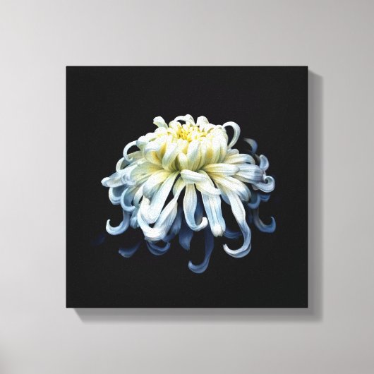 Flowers | White Chrysanthemum Leinwanddruck (Vorderseite)