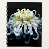 Flowers | White Chrysanthemum Planer (Vorderseite)