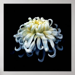 Flowers White Chrysanthemum Poster