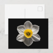 Flowers | White Daffodil Flower Postkarte (Vorne/Hinten)