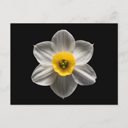Flowers | White Daffodil Flower Postkarte (Vorderseite)