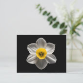 Flowers | White Daffodil Flower Postkarte (Stehend Vorderseite)