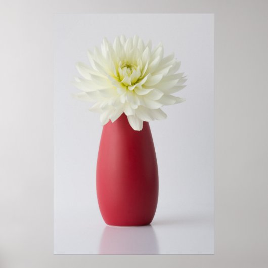 Flowers | White Dahlia in Red Vase Poster (Vorne)