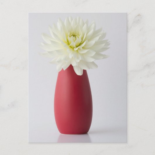 Flowers | White Dahlia in Red Vase Postkarte (Vorderseite)