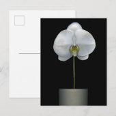Flowers | White Orchid Flower Postkarte (Vorne/Hinten)