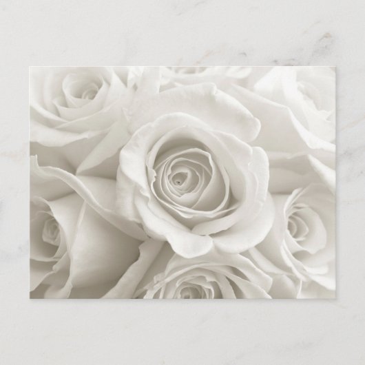 Flowers | White Roses Postkarte (Vorderseite)