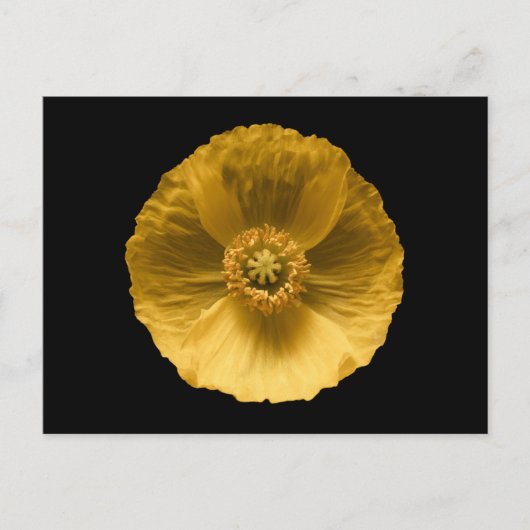 Flowers | Yellow Poppy Postkarte (Vorderseite)