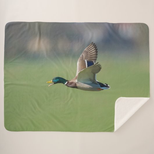 FLÜCHENABSCHWUNG SHERPADECKE (Vorderseite (Horizontal))