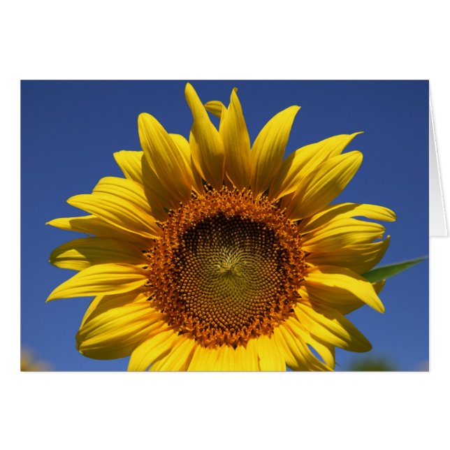 Flüchtige Blick (Vorderseite (Horizontal))