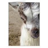 Flüchtige Blick-A-Boo (Vorne)