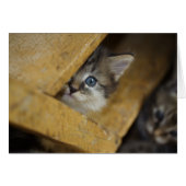 Flüchtige Blick-A-Boo (Vorderseite (Horizontal))